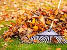 Rake in a pile of fall leaves